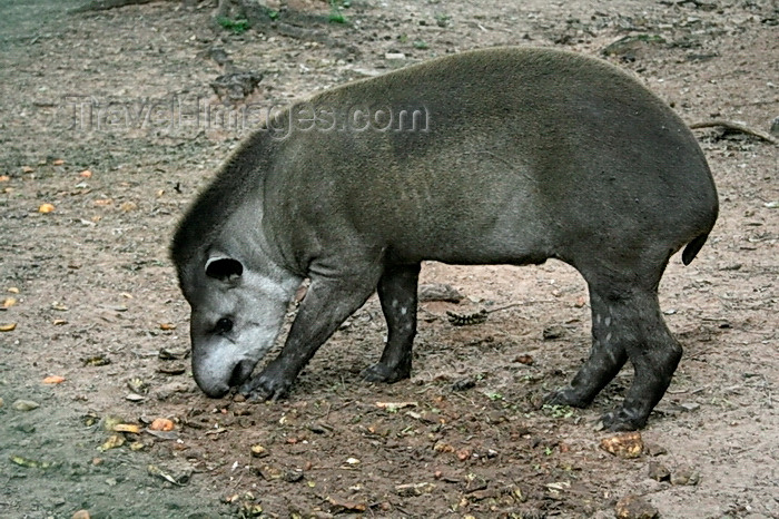 paraguay70: Asunción, Paraguay: South American Tapir looking for food - the largest wild animal in South America - Tapirus terrestris - Anta - Asunción zoo - photo by A.Chang - (c) Travel-Images.com - Stock Photography agency - Image Bank