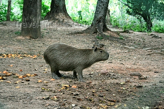 paraguay71: Asunción, Paraguay: Capybara, Hydrochoerus hydrochaeris - world's largest rodent - aka capivara, capibara, chigüire, ronsoco, carpincho - Asunción zoo - photo by A.Chang - (c) Travel-Images.com - Stock Photography agency - Image Bank