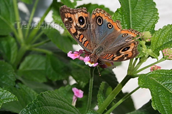 paraguay72: Asunción, Paraguay: Paraguay: butterfly taking nectar from a small flower - photo by A.Chang - (c) Travel-Images.com - Stock Photography agency - Image Bank