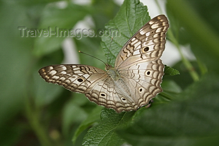 paraguay73: Asunción, Paraguay: Paraguay: butterfly rests on a leaf - insect - photo by A.Chang - (c) Travel-Images.com - Stock Photography agency - Image Bank