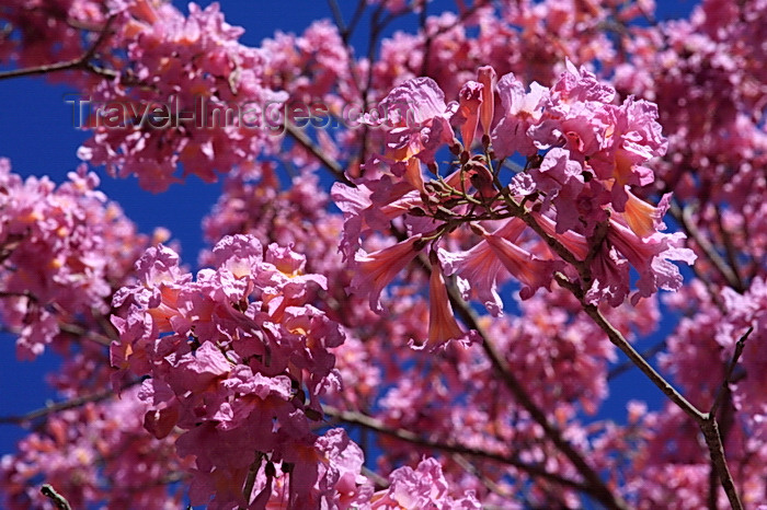 paraguay78: Presidente Hayes department, Paraguay: inflorescences of a Pink Lapacho tree, Tabebuia impetiginosa aka ipê-rosa or piúva, Remanso Castillo - photo by A.Chang - (c) Travel-Images.com - Stock Photography agency - Image Bank