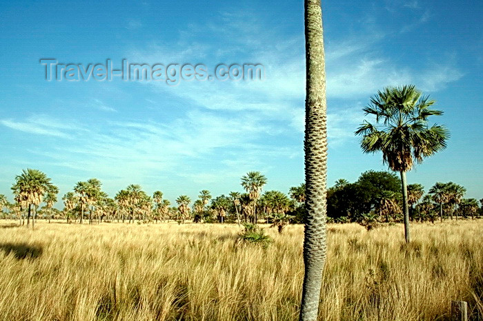 paraguay84: Presidente Hayes department, Paraguay: Gran Chaco - grassland and palm trees - photo by A.Chang - (c) Travel-Images.com - Stock Photography agency - Image Bank