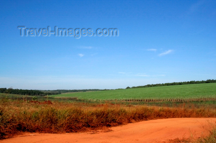 paraguay9: Department of Paraguari, Paraguay: sugar cane plantation - agriculture - photo by A.Chang - (c) Travel-Images.com - Stock Photography agency - Image Bank