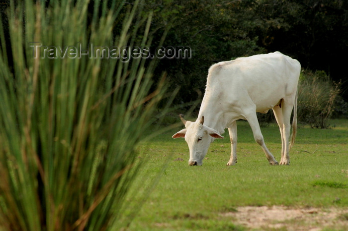 paraguay95: Villa Florida, Misiones department, Paraguay: cow grazing - livestock raising - photo by A.Chang - (c) Travel-Images.com - Stock Photography agency - Image Bank