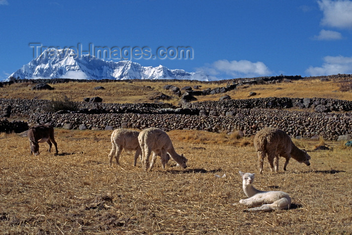 peru141: Ausangate massif, Cuzco region, Peru: alpaca in a corral on the high Altiplano below the mighty Andean peak of Auzangate, 20,900 ft (Quechua: Awsanqati) - mountain of the Cordillera Blanca range in the Andes - photo by C.Lovell - (c) Travel-Images.com - Stock Photography agency - Image Bank