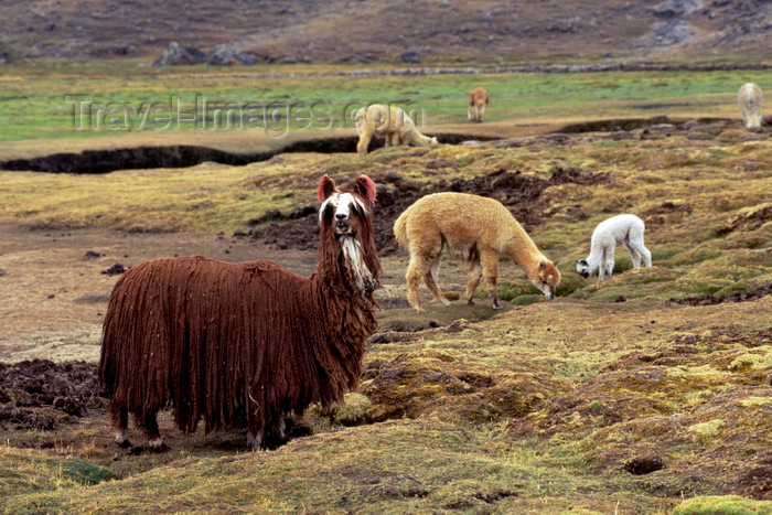 peru146: Ausangate massif, Cuzco region, Peru: a special type of long haired Llama - unshorn - puna grasslands of the Altiplano - Ausangate trek, Peruvian Andes - Cordillera Blanca - photo by C.Lovell - (c) Travel-Images.com - Stock Photography agency - Image Bank