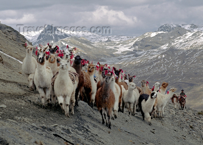 peru147: Ausangate massif, Cuzco region, Peru: a herd of Llamas on the trail below Arapa Pass on Ausangate's west flank- Peruvian Andes - photo by C.Lovell - (c) Travel-Images.com - Stock Photography agency - Image Bank
