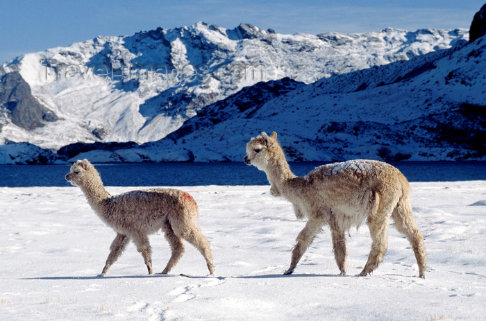 peru150: Ausangate massif, Cuzco region, Peru: a pair of snow dusted Alpacas pass by Laguna Jatun Pucacocha - Ausangate Trek- Peruvian Andes - Cordillera Blanca - photo by C.Lovell - (c) Travel-Images.com - Stock Photography agency - Image Bank