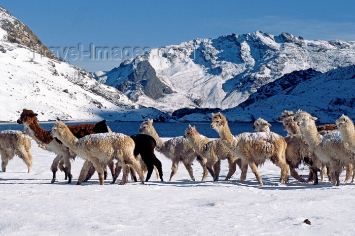 peru151: Ausangate massif, Cuzco region, Peru: a herd of snow dusted Alpacas pass by Laguna Jatun Pucacocha – sunny day on the Ausangate Trek - Peruvian Andes - photo by C.Lovell - (c) Travel-Images.com - Stock Photography agency - Image Bank
