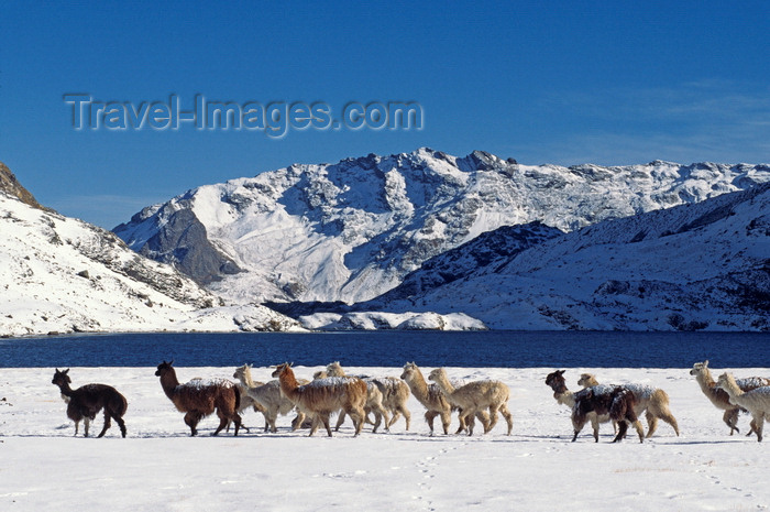 peru152: Ausangate massif, Cuzco region, Peru: a herd of snow dusted Alpacas pass by Laguna Jatun Pucacocha – Vicugna paços - domesticated ungulates - Peruvian Andes - photo by C.Lovell - (c) Travel-Images.com - Stock Photography agency - Image Bank