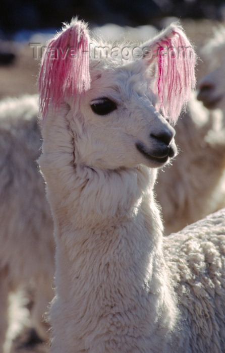 peru155: Ausangate massif, Cuzco region, Peru: white Llama with ear tassels at Hacienda Uchuy Finaya - Lama glama - Auzangate Trek - Peruvian Andes - photo by C.Lovell - (c) Travel-Images.com - Stock Photography agency - Image Bank