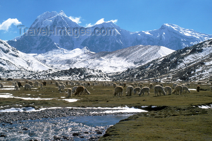 peru157: Ausangate massif, Cuzco region, Peru: alpacas grazing by the Jampamayo river, under Senal Nevado Tres Picos - Auzangate trek- Peruvian Andes - photo by C.Lovell - (c) Travel-Images.com - Stock Photography agency - Image Bank