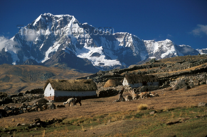 peru165: Ausangate massif, Cuzco region, Peru: Quechua man with his alpacas in the village of Pacchanta below Cerro Ausangate- Andes Mountains - photo by C.Lovell - (c) Travel-Images.com - Stock Photography agency - Image Bank