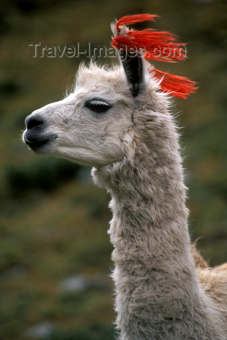 peru171: Llullchapampa, Cuzco region, Peru: close-up of white Llama with tassels- Inca Trail - photo by C.Lovell - (c) Travel-Images.com - Stock Photography agency - Image Bank