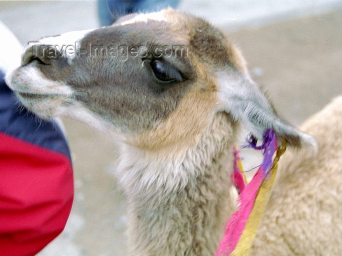 peru24: - Cañon del Colca, Arequipa region, Peru: Llama - Lama glama - South American fauna - photo by M.Bergsma - (c) Travel-Images.com - Stock Photography agency - Image Bank