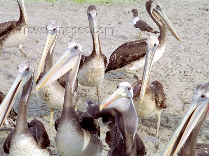 peru26: Paracas National Reserve / Reserva Nacional de Paracas, Ica region, Provincia de Pisco, Peru: pelicans - pelikan - birds - fauna - photo by M.Bergsma - (c) Travel-Images.com - Stock Photography agency - Image Bank