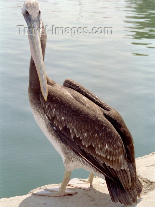peru30: Paracas National Reserve / Reserva Nacional de Paracas, Ica region, Provincia de Pisco, Peru: pelican / pelikan / pelicano - photo by M.Bergsma - (c) Travel-Images.com - Stock Photography agency - Image Bank