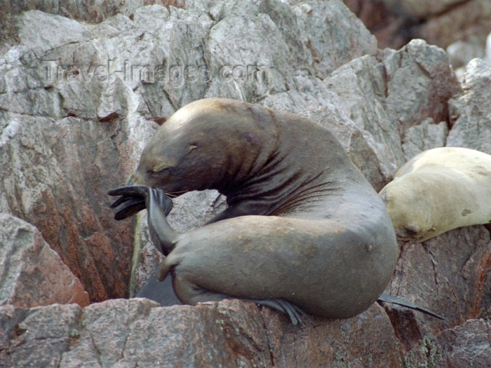 peru57: Peru - Islas Ballestas / Ballesta islands, Ica region, Peru: seal on the rocks - photo by M.Bergsma - (c) Travel-Images.com - Stock Photography agency - Image Bank