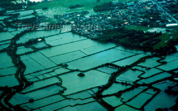phil11: Philippines - Southern Luzon: flooded lands - rice plantations - photo by M.Torres - (c) Travel-Images.com - Stock Photography agency - Image Bank