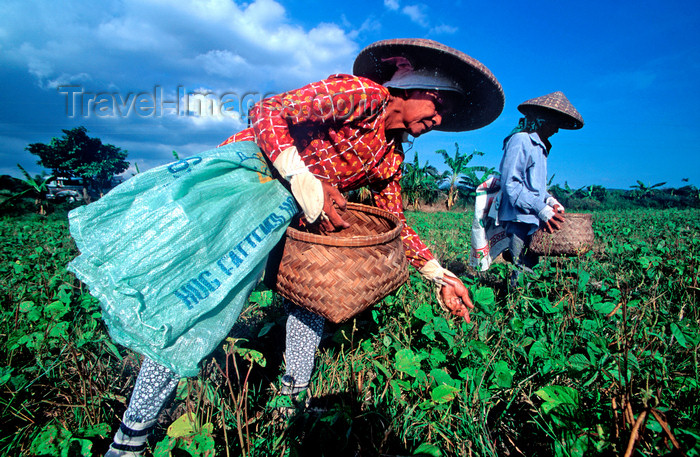 phil26: Philippines - peasants - harvest - agriculture - photo by B.Henry - (c) Travel-Images.com - Stock Photography agency - Image Bank