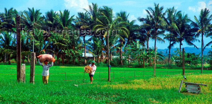 phil28: Philippines - rice harvesting - agriculture - photo by B.Henry - (c) Travel-Images.com - Stock Photography agency - Image Bank