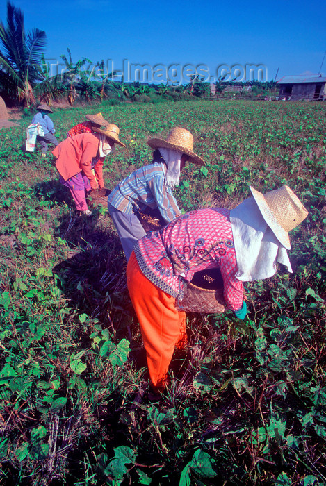 phil29: Philippines - line of peasants at work - harvest - agriculture - photo by B.Henry - (c) Travel-Images.com - Stock Photography agency - Image Bank