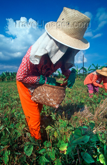 phil31: Philippines - peasant - agriculture - photo by B.Henry - (c) Travel-Images.com - Stock Photography agency - Image Bank