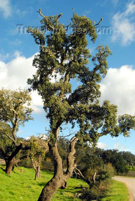 portugal-fa142: Cortiadas: cork oak by the N-124 road - sobreiro - photo by M.Durruti - (c) Travel-Images.com - Stock Photography agency - Image Bank