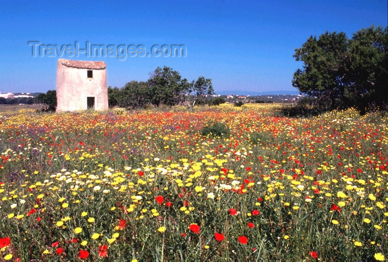 portugal-fa92: Portugal - Algarve - Pera (Concelho de Albufeira): mill and wild flowers - moinho e flores selvagens - campo de papoilas e malmequeres - photo by Tony Purbrook - (c) Travel-Images.com - Stock Photography agency - Image Bank