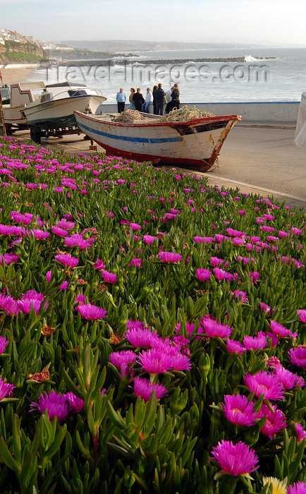portugal-li321: Ericeira, Mafra, Portugal: flowerin Ice Plants over the ocean - Carpobrotus edulis - Chorão-das-praias em flow - photo by M.Durruti - (c) Travel-Images.com - Stock Photography agency - Image Bank
