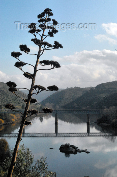 portugal-pa39: Belver (Gavião municipality) - Portugal: flowering Century Plant or Maguey (Agave americana) and the bridge over the Tagus river / piteira em flor e a ponte sobre o rio Tejo - photo by M.Durruti - (c) Travel-Images.com - Stock Photography agency - Image Bank