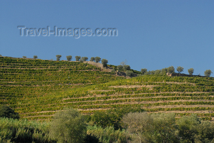 portugal-vr25: Peso da Régua, Vila Real - Portugal: vineyards along the Douro valley, where Port Wine is produced - vinhedos no vale do Douro, região demarcada do Vinho do Porto - photo by M.Durruti - (c) Travel-Images.com - Stock Photography agency - Image Bank