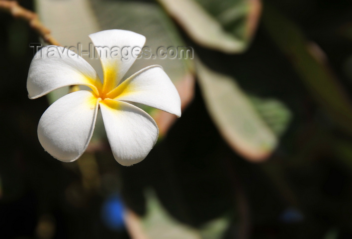 qatar7: Doha, Qatar: frangipani flower - garden at the intersection of Ali Bin Abdullah St and Banks St, Souq Al Najada - plumeria - photo by M.Torres - (c) Travel-Images.com - Stock Photography agency - Image Bank