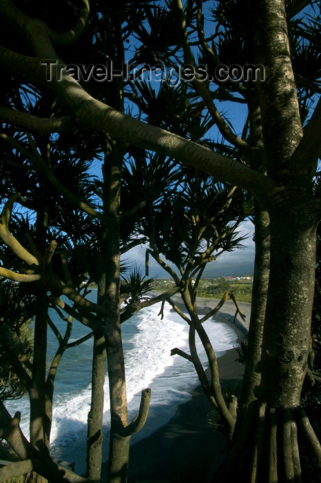 reunion101: Réunion - Saint-Benoît (north-east coast) - La Marine - Pointe Bourbier: beach and vegetation - vacoa or common screwpine - Pandanus utilis - photo by Y.Guichaoua - (c) Travel-Images.com - Stock Photography agency - Image Bank