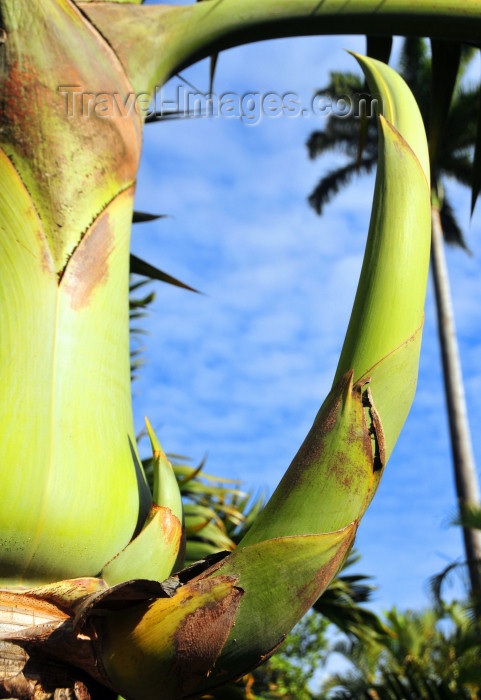 reunion23: Reunion: spindle palm - inflorescence sprouting - photo by M.Torres - (c) Travel-Images.com - Stock Photography agency - Image Bank