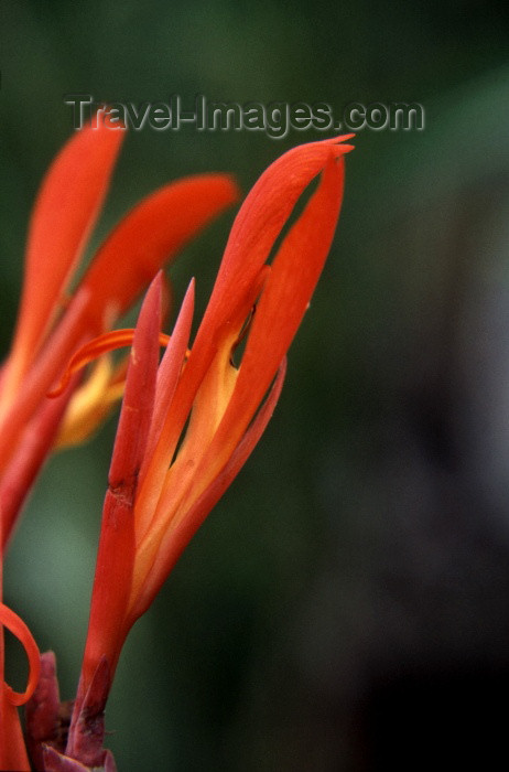 reunion24: Reunion / Reunião - reddish flowers - photo by W.Schipper - (c) Travel-Images.com - Stock Photography agency - Image Bank