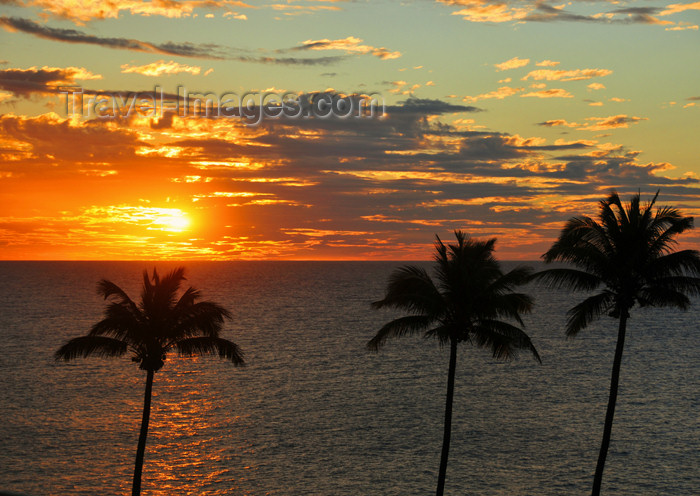 reunion253: Saint-Denis, Réunion: palms of the Barachois at sunset - photo by M.Torres - (c) Travel-Images.com - Stock Photography agency - Image Bank