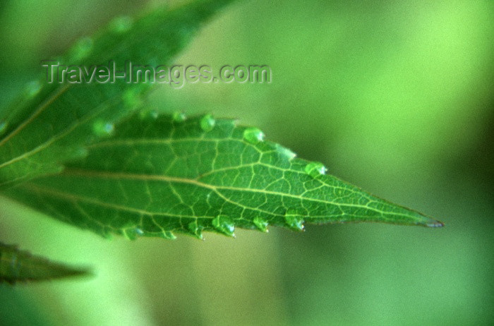 reunion26: Reunion / Reunião - raindrops on a leaf - photo by W.Schipper - (c) Travel-Images.com - Stock Photography agency - Image Bank