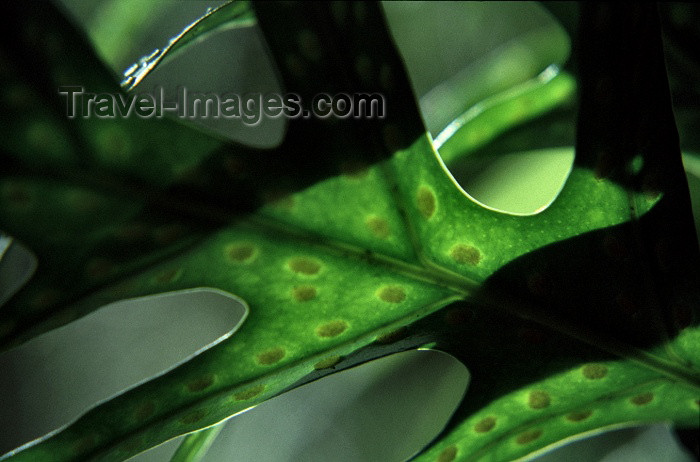 reunion28: Reunion / Reunião - fern - detail - photo by W.Schipper - (c) Travel-Images.com - Stock Photography agency - Image Bank