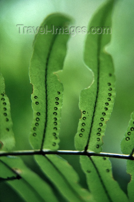 reunion29: Reunion / Reunião - fern - photo by W.Schipper - (c) Travel-Images.com - Stock Photography agency - Image Bank