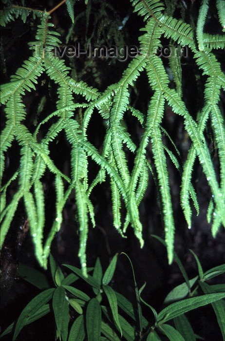 reunion31: Reunion / Reunião - fern leaves - photo by W.Schipper - (c) Travel-Images.com - Stock Photography agency - Image Bank