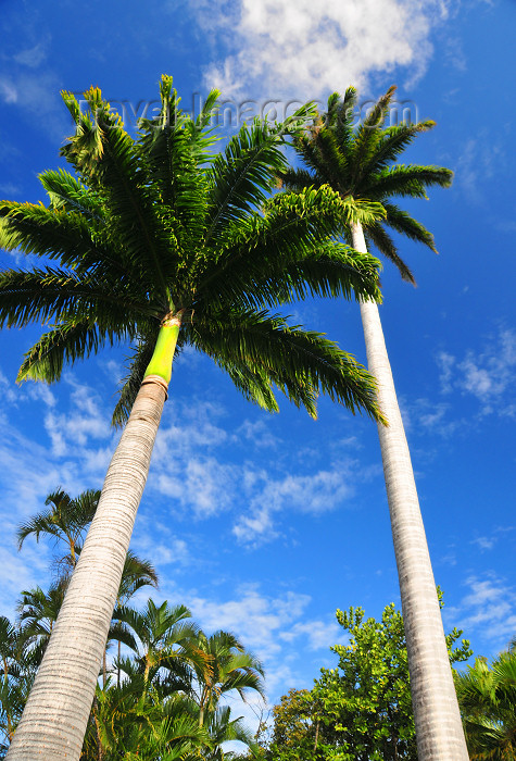 reunion32: Réunion: royal palms - photo by M.Torres - (c) Travel-Images.com - Stock Photography agency - Image Bank