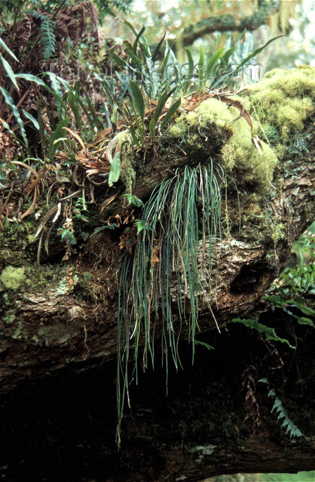 reunion33: Reunion / Reunião - fern growing over an old trunk - photo by W.Schipper - (c) Travel-Images.com - Stock Photography agency - Image Bank