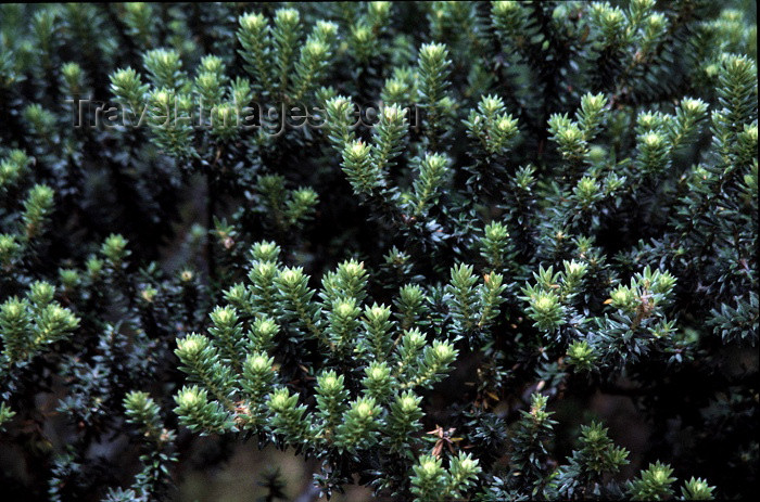 reunion36: Reunion / Reunião - ericoide flowers - photo by W.Schipper - (c) Travel-Images.com - Stock Photography agency - Image Bank