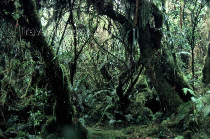 reunion37: Reunion / Reunião - denser forest - Foret de Bebour - photo by W.Schipper - (c) Travel-Images.com - Stock Photography agency - Image Bank