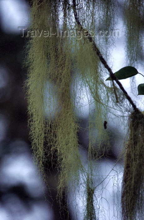 reunion38: Reunion / Reunião - ericoide - detail of beard lichens - photo by W.Schipper - (c) Travel-Images.com - Stock Photography agency - Image Bank