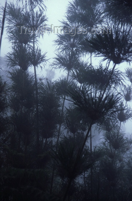 reunion39: Reunion / Reunião - mist in the forest - calumet - photo by W.Schipper - (c) Travel-Images.com - Stock Photography agency - Image Bank