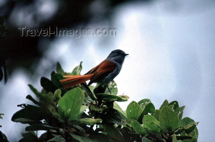 reunion40: Reunion / Reunião - Terpsiphone bourbonnensis - Mascarene Paradise Flycatcher - Tchitrec des Mascareignes - bird - fauna - photo by W.Schipper - (c) Travel-Images.com - Stock Photography agency - Image Bank