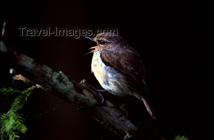 reunion41: Reunion / Reunião - Saxicola tectes - Réunion stonechat - Tarier de la Réunion - photo by W.Schipper - (c) Travel-Images.com - Stock Photography agency - Image Bank