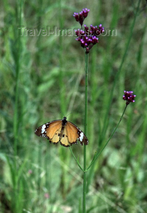 reunion43: Reunion / Reunião - butterfly in the fields - danaus chrysippus - insect - papillon diurne - photo by W.Schipper - (c) Travel-Images.com - Stock Photography agency - Image Bank
